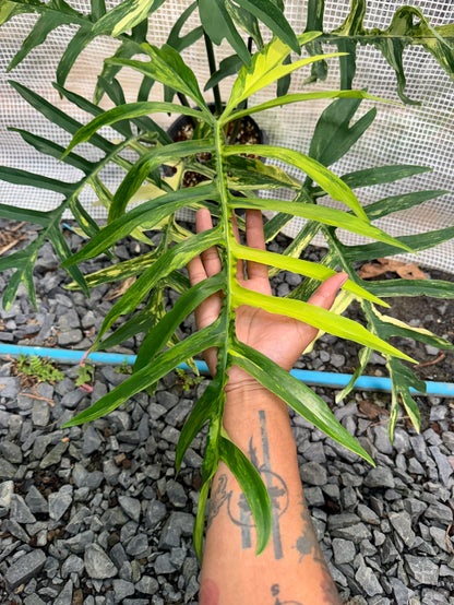 Philodendron Florida Beauty × Tortum (Wide Form)
