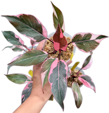 Philodendron Pink Princess Mutation – Wholesale Set of 4 Plants