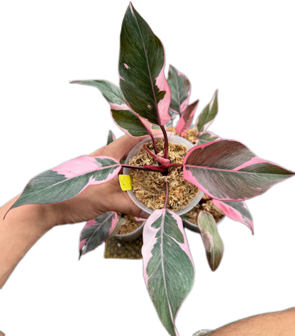 Philodendron Pink Princess Mutation – Wholesale Set of 4 Plants