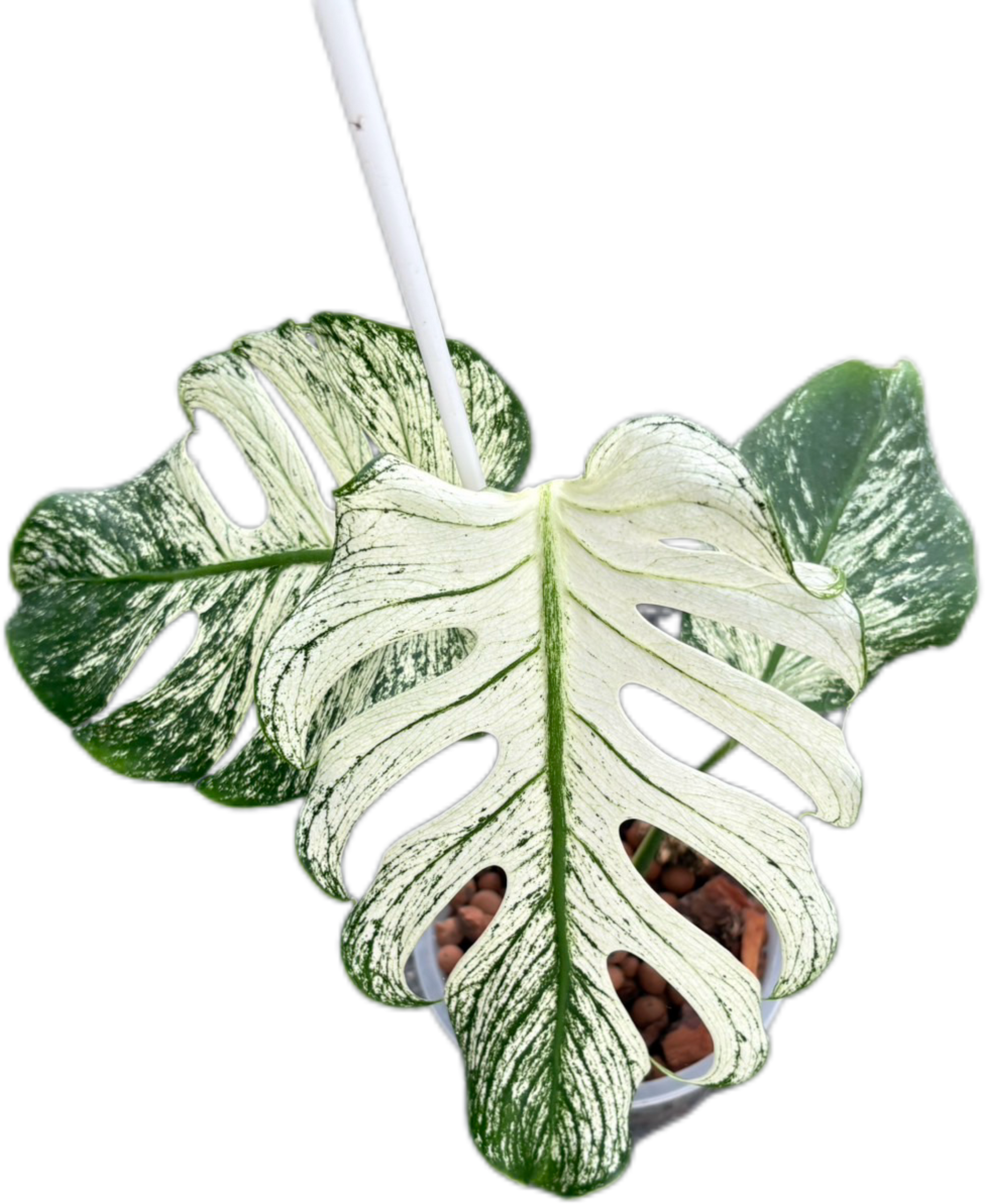 Monstera Deliciosa “Devil Monster” – Rare Variegated Exact Plant