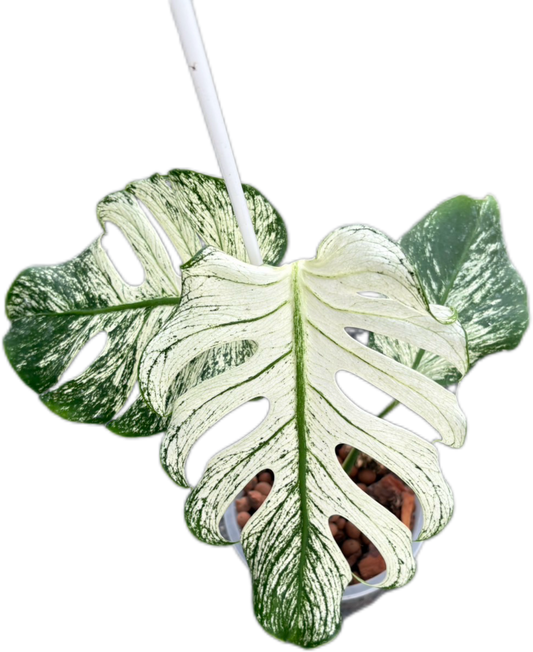 Monstera Deliciosa “Devil Monster” – Rare Variegated Exact Plant