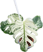 Monstera Deliciosa “Devil Monster” – Rare Variegated Exact Plant