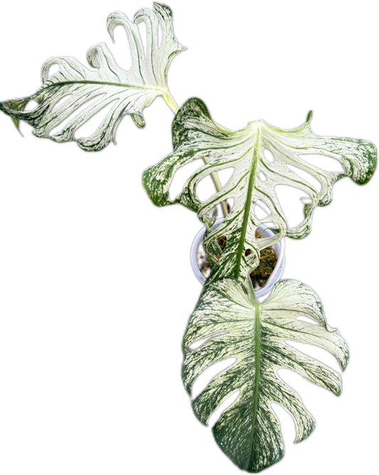 Monstera Deliciosa “Devil Monster” – Rare Variegated Exact Plant