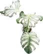 Monstera Deliciosa “Devil Monster” – Rare Variegated Exact Plant