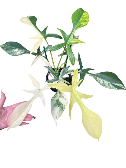 Philodendron Florida Beauty × Joepii Variegated