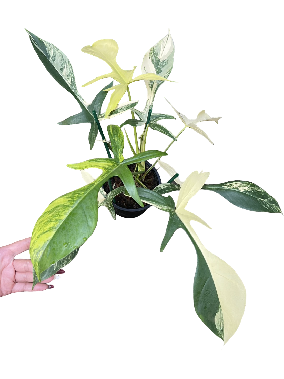 Philodendron Florida Beauty × Joepii Variegated