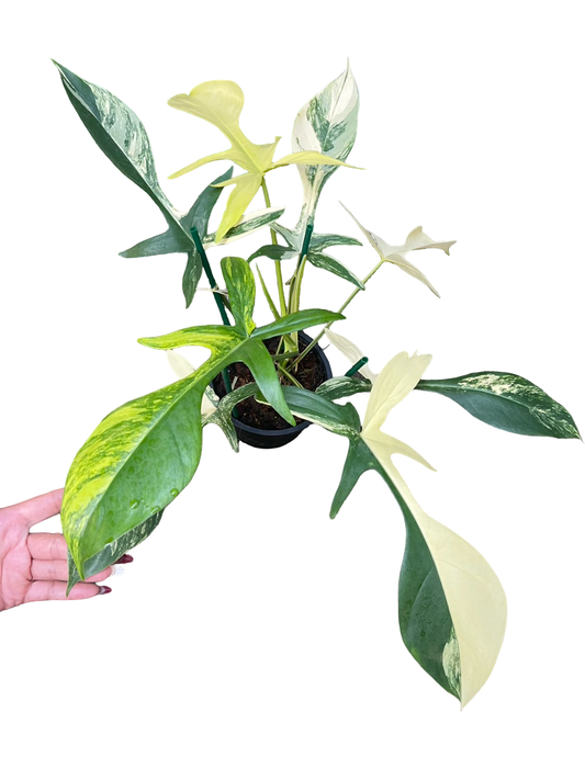 Philodendron Florida Beauty × Joepii Variegated