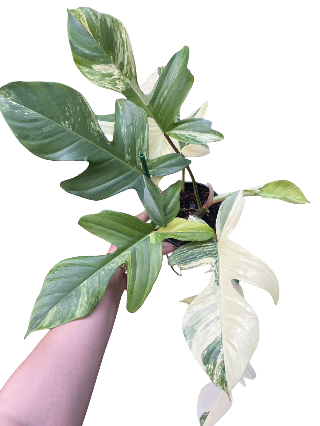 Philodendron ‘Florida Beauty’ × Philodendron squamiferum variegated