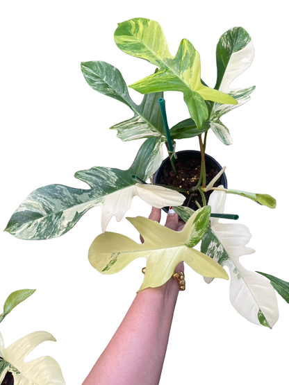 Philodendron ‘Florida Beauty’ × Philodendron squamiferum variegated