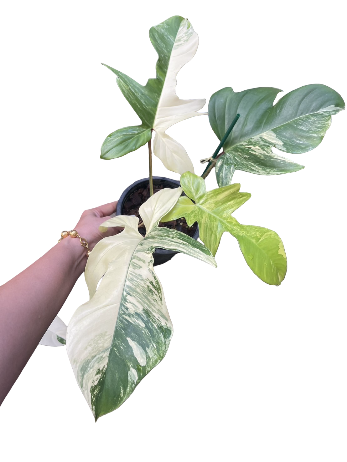 Philodendron ‘Florida Beauty’ × Philodendron squamiferum variegated