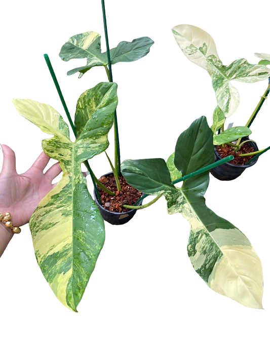 Philodendron (Florida Beauty × mayoi) × billietiae hybrid