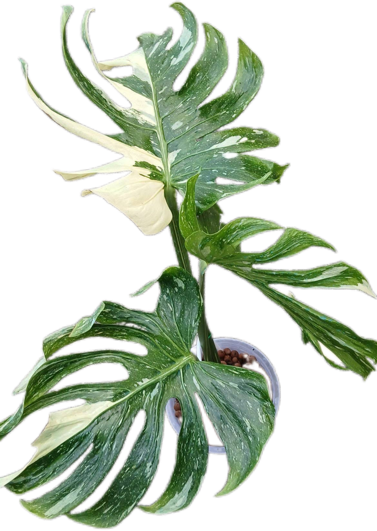 Rare Monstera Deliciosa “Medusa”