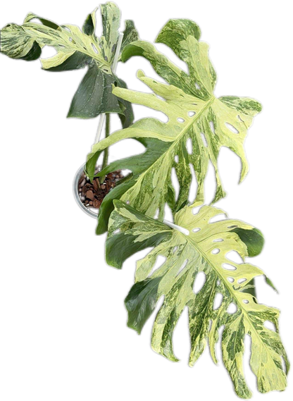Monstera Deliciosa “Indonesian Masterpiece” – Rare Variegated Exact Plant