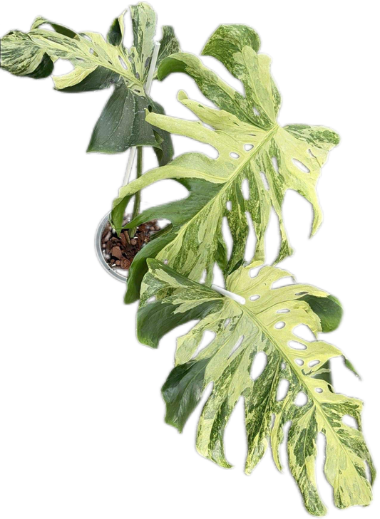 Monstera Deliciosa “Indonesian Masterpiece” – Rare Variegated Exact Plant
