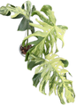 Monstera Deliciosa “Indonesian Masterpiece” – Rare Variegated Exact Plant