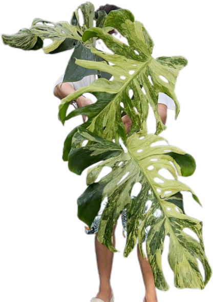 Monstera Deliciosa “Indonesian Masterpiece” – Rare Variegated Exact Plant