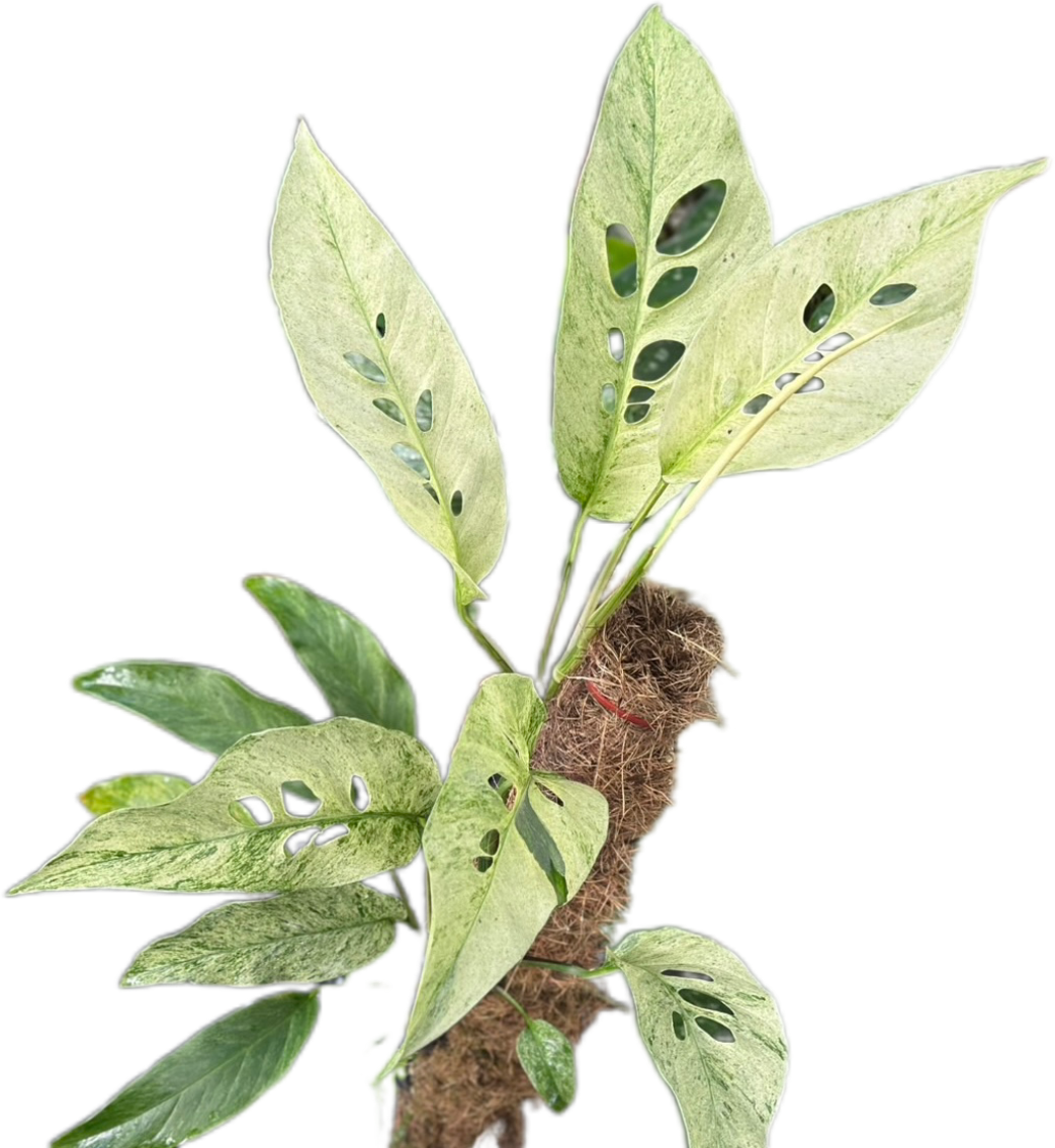 Monstera Laniata Mint Variegated