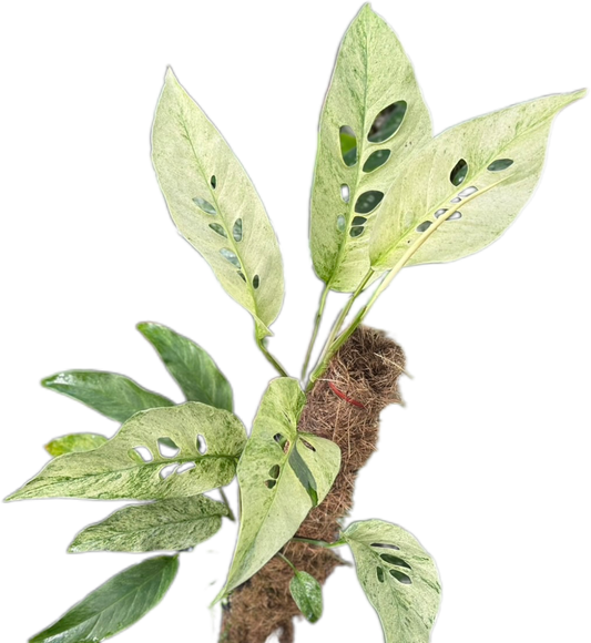 Monstera Laniata Mint Variegated