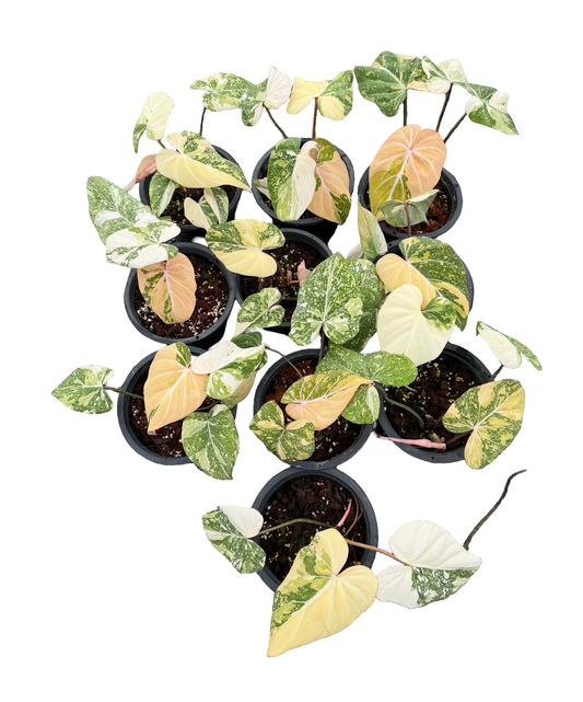 Philodendron gloriosum Variegated – Set of 10 Plants