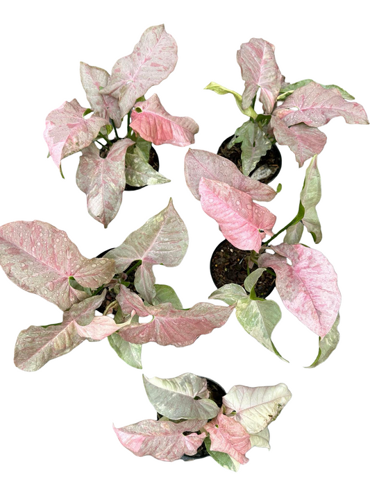 Syngonium “Pink Sport Double” | Set of 5 Plants
