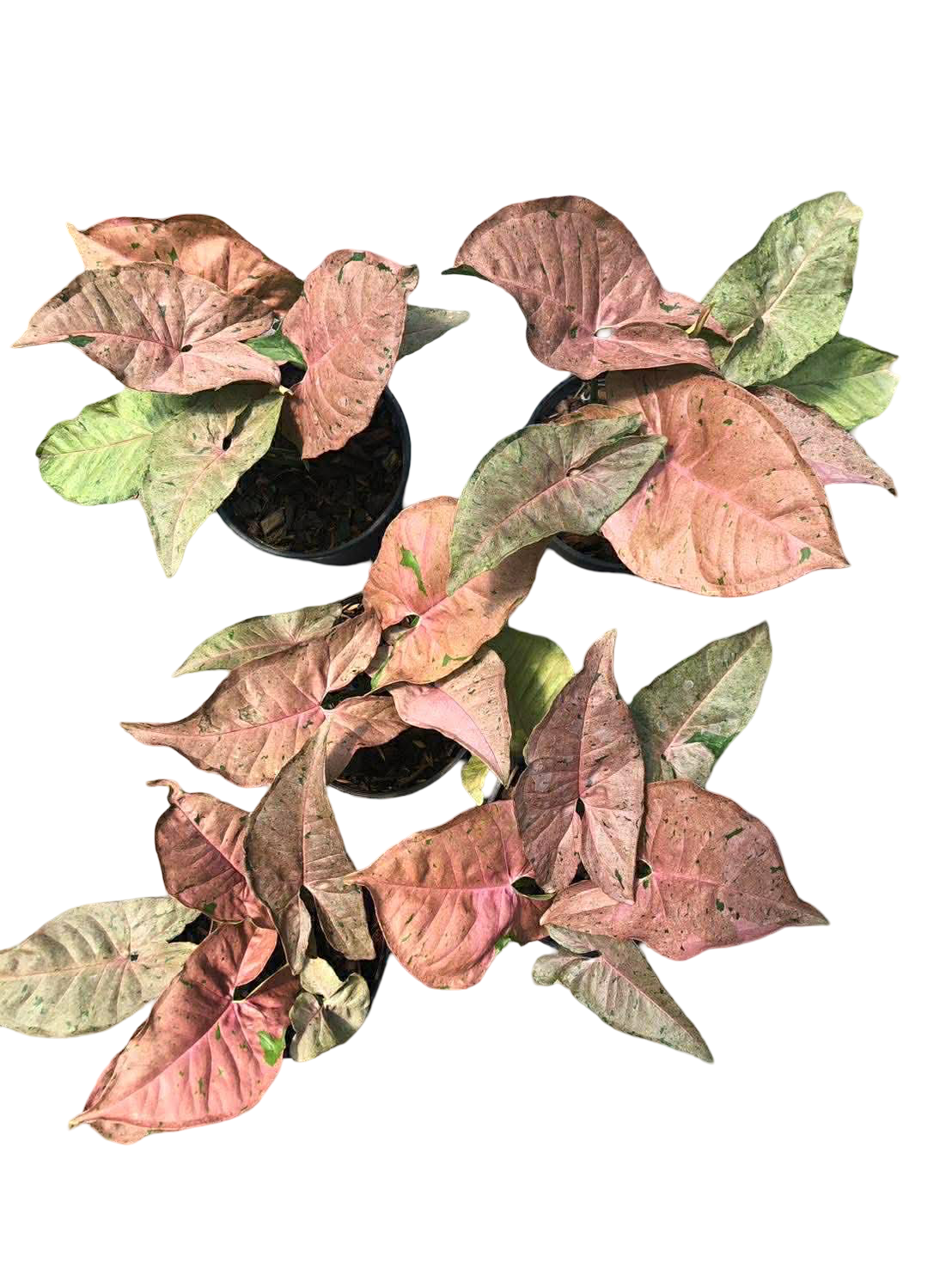 Syngonium ‘Pink Bubble Gum’ — Set of 5 Plants