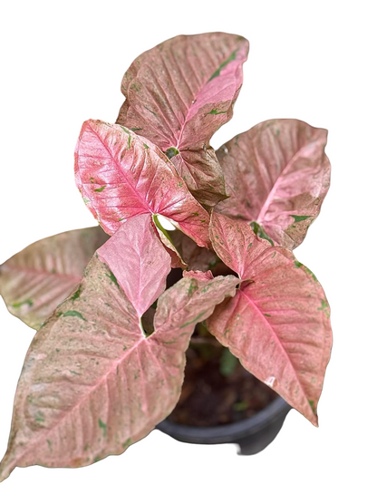 Syngonium ‘Pink Bubble Gum’ — Set of 5 Plants
