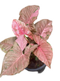 Syngonium ‘Pink Bubble Gum’ — Set of 5 Plants