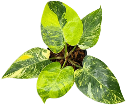 Philodendron White Princess Tricolor Variegated