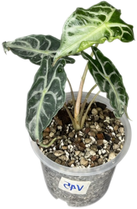 Alocasia “Venom”
