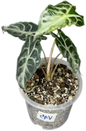 Alocasia “Venom”