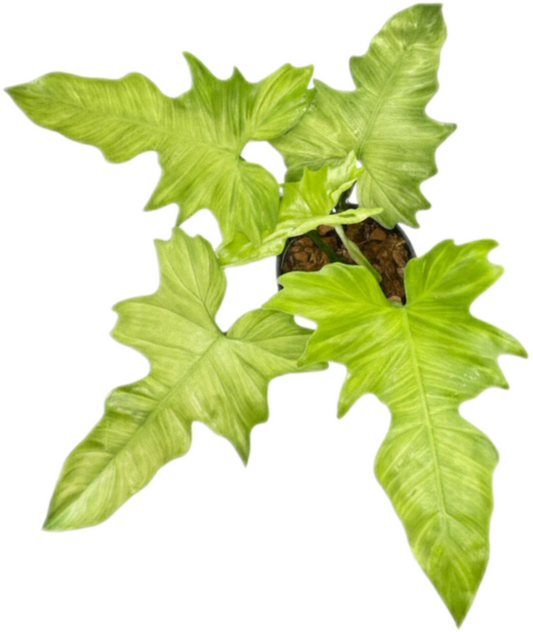 Philodendron Golden Dragon Mint