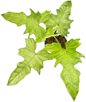 Philodendron Golden Dragon Mint