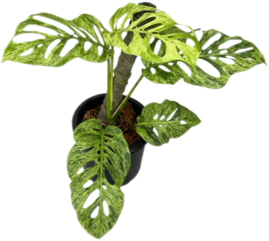 Monstera Adansonii Mottled Variegated – Set of 5 Plants