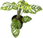 Monstera Adansonii Mottled Variegated – Set of 5 Plants