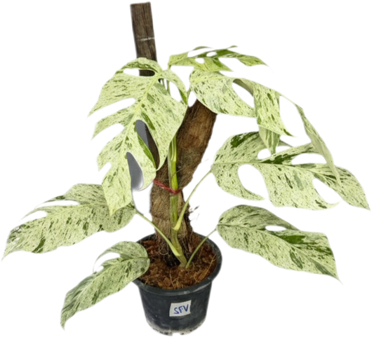 Epipremnum “Cebu Blue” Variegated No.1 (#1) – Set of 3 Plants