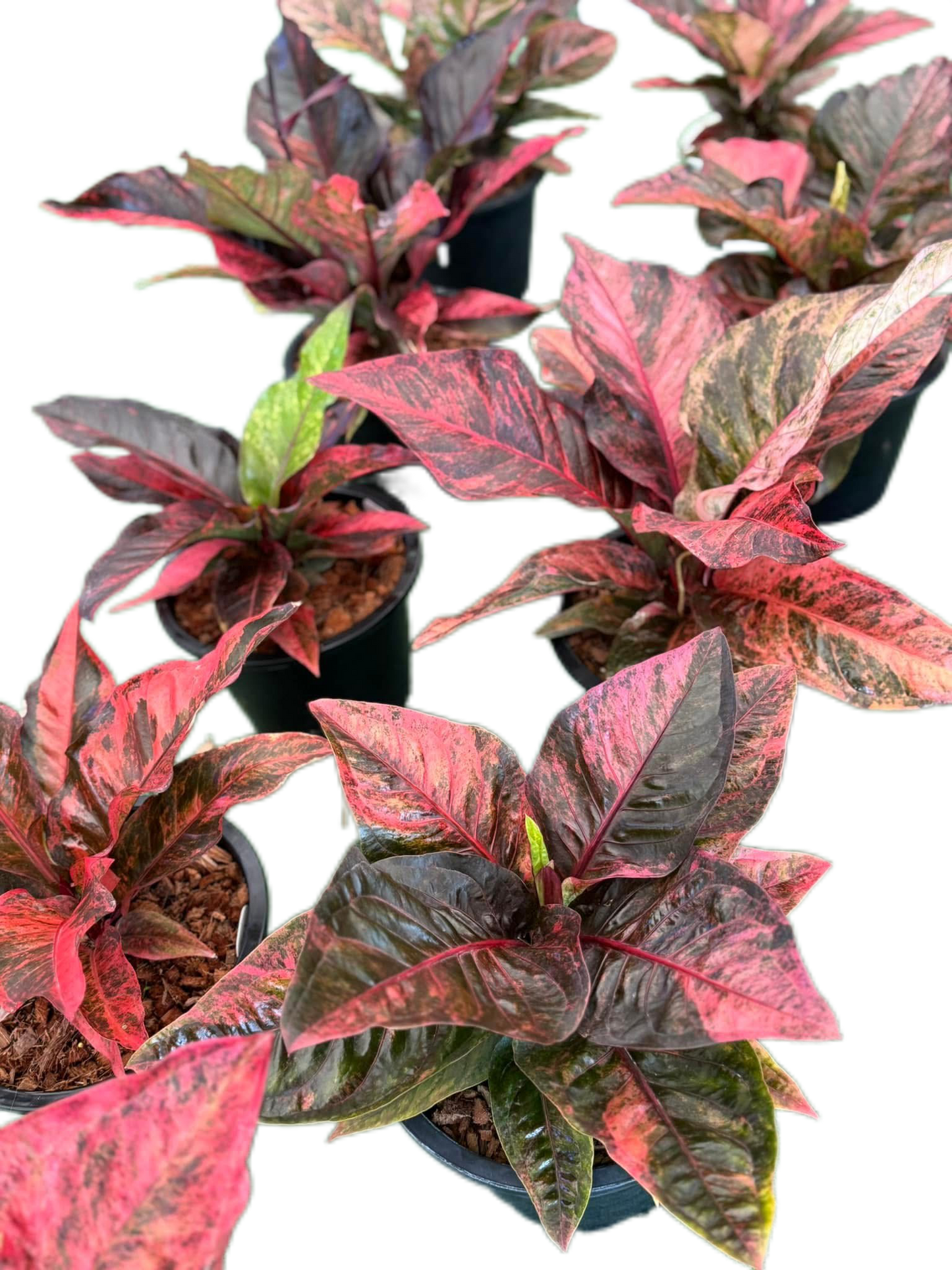 Anthurium Renaissance Variegated