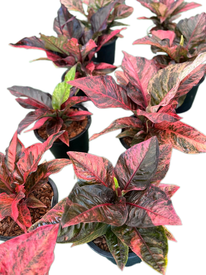 Anthurium Renaissance Variegated