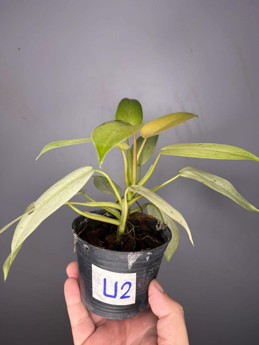 Philodendron Whipple Way Variegated (Set of 10 Plants)