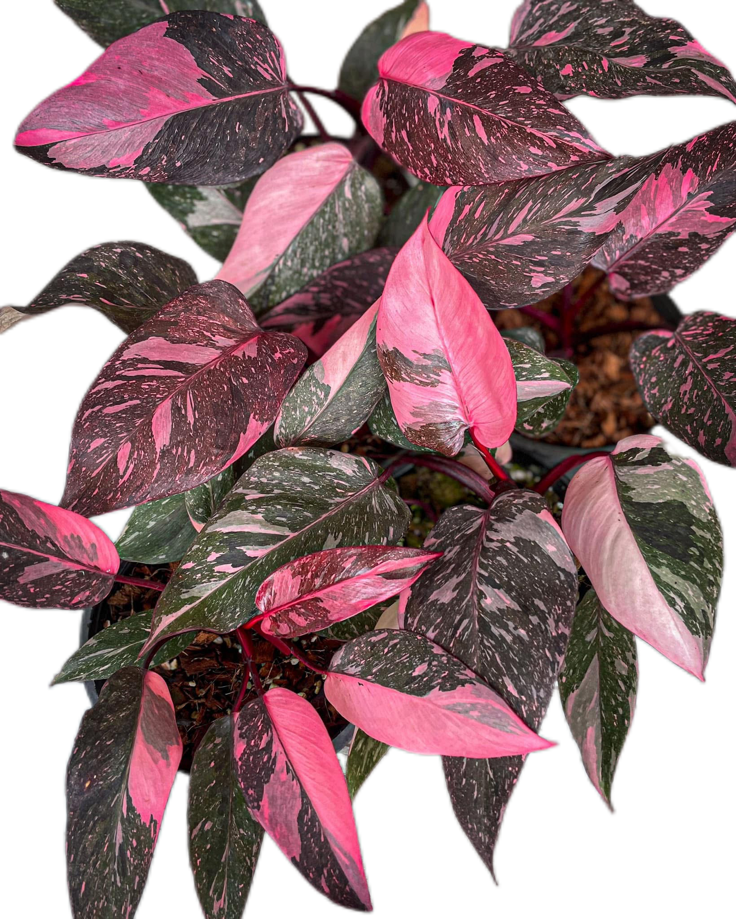 Philodendron Pink Princess Galaxy