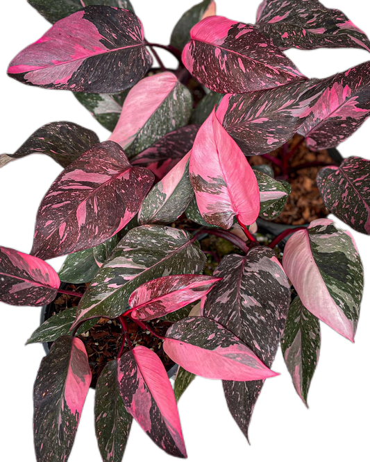 Philodendron Pink Princess Galaxy