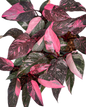 Philodendron Pink Princess Galaxy