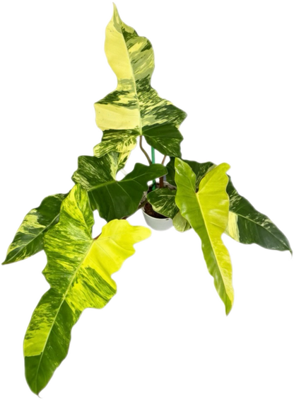 jeopardy philodendron Buy Philodendron Jennifer. Variegated ( F…