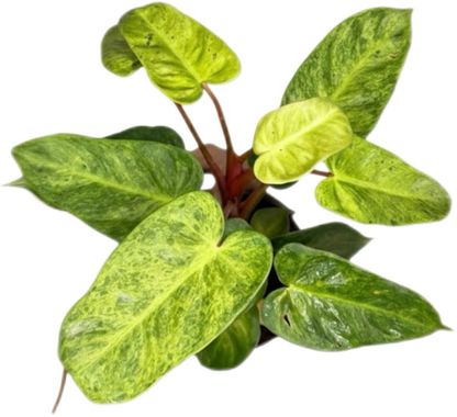 Philodendron El Choco x Billietiae Hybrid Set of 5 Plants