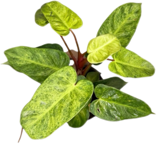 Philodendron El Choco x Billietiae Hybrid Set of 5 Plants