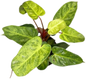 Philodendron El Choco x Billietiae Hybrid Set of 5 Plants
