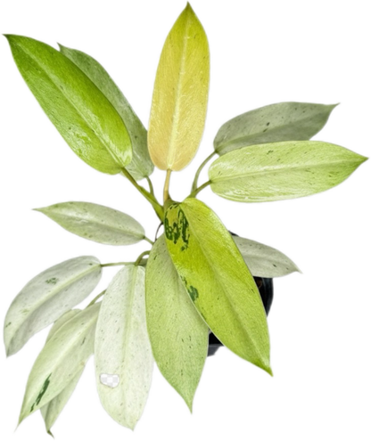 Philodendron Whipple Way Variegated (Set of 10 Plants)