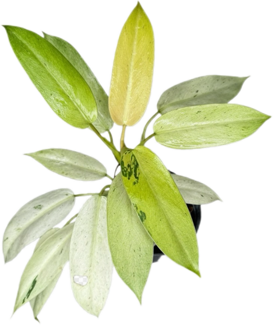 Philodendron Whipple Way Variegated (Set of 10 Plants)
