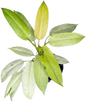 Philodendron Whipple Way Variegated (Set of 10 Plants)