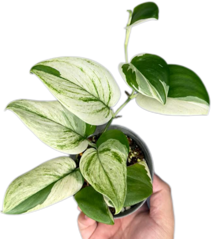 Scindapsus Blue Albo Variegated Wholesale Set of 5 plants