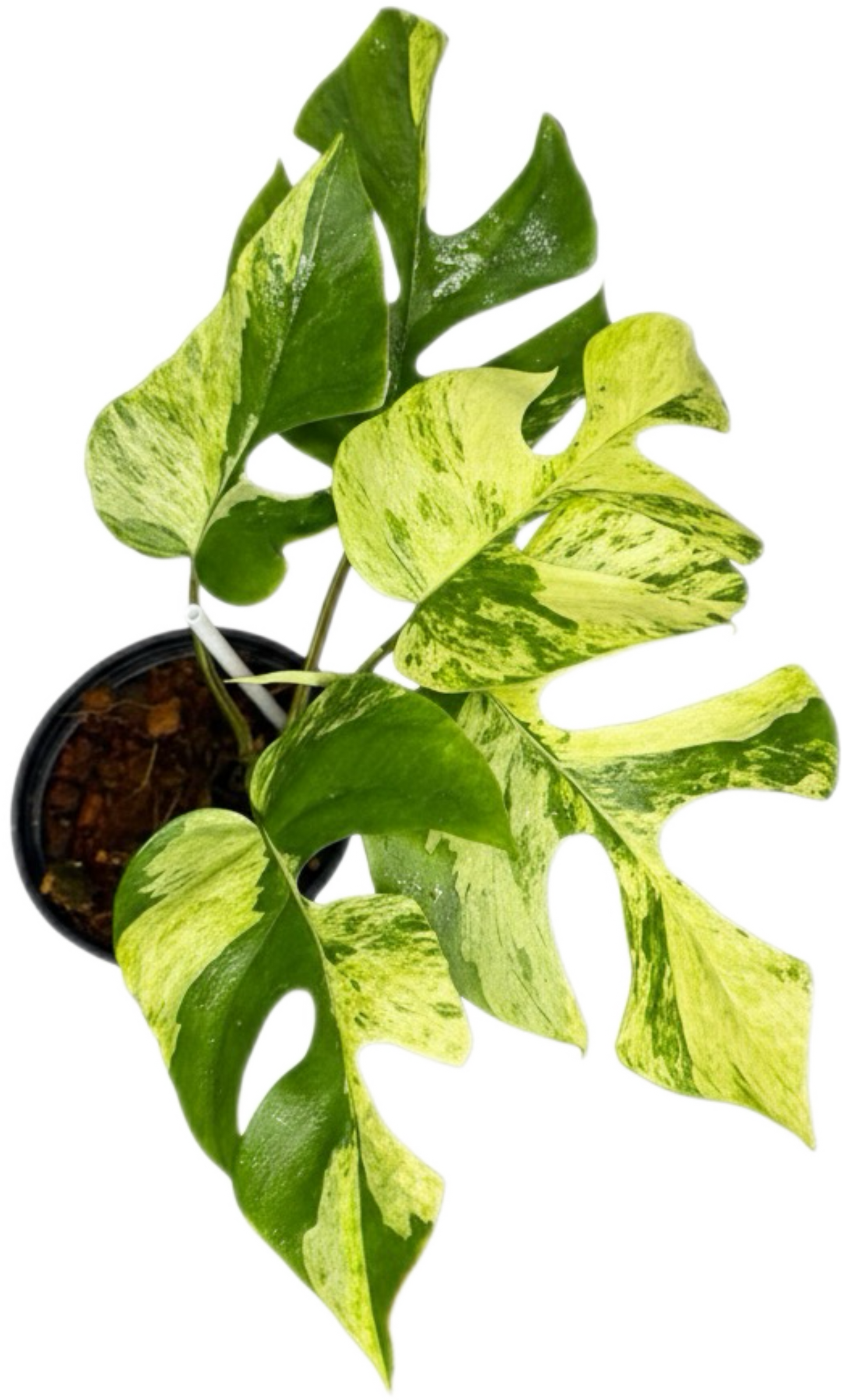 Rhaphidophora Tetrasperma Ginny “Migma” Set of 3 Plants